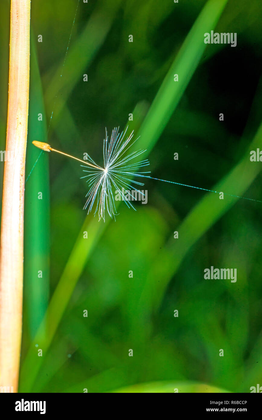 Hair flying seeds hi-res stock photography and images - Alamy