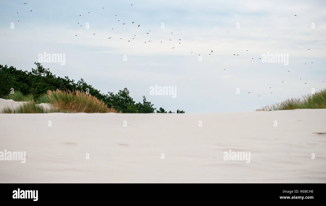 National nature park with dune landscape on the Dutch coast. Landscape