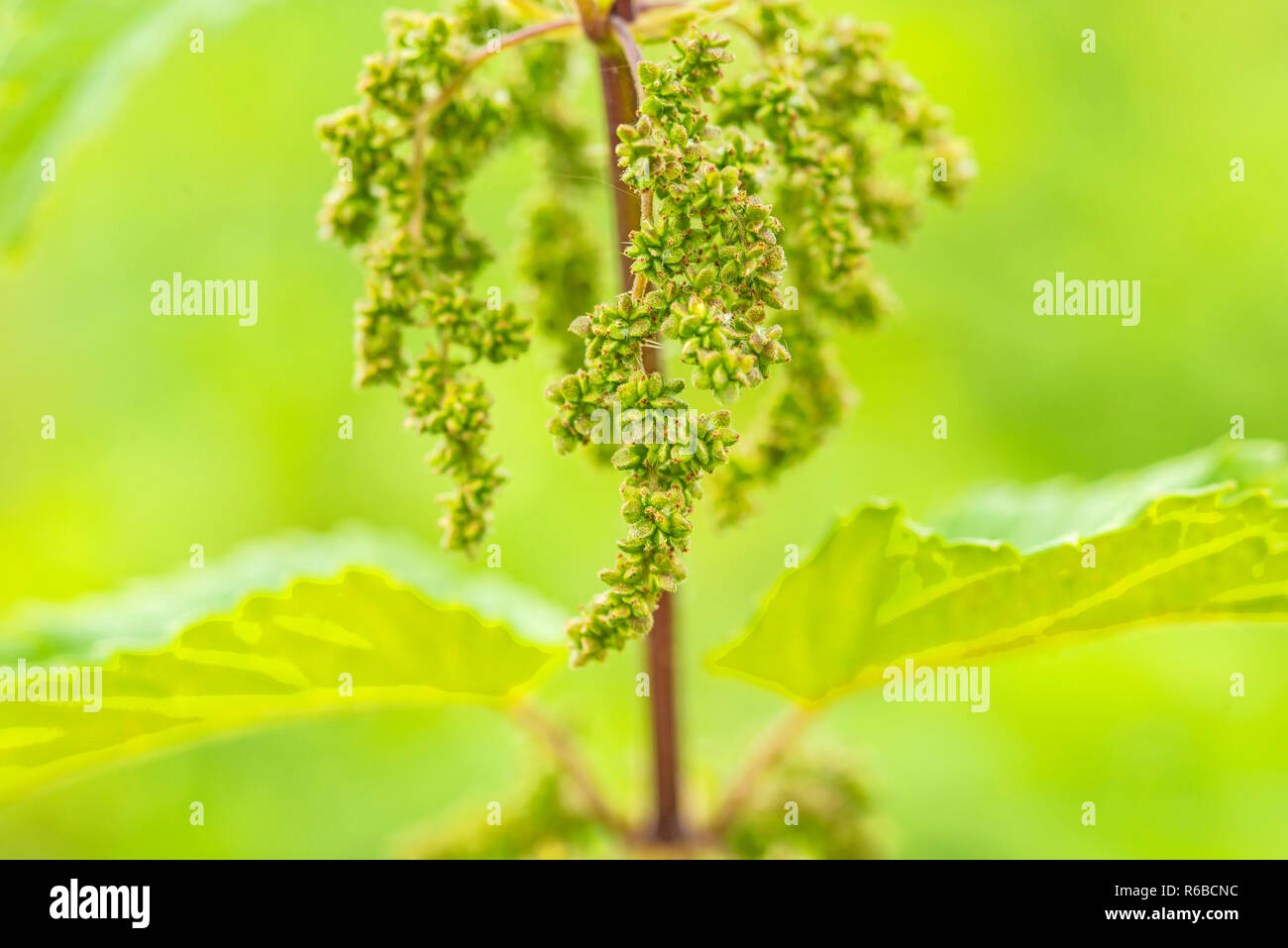 Brennesselsamen hi-res stock photography and images - Alamy