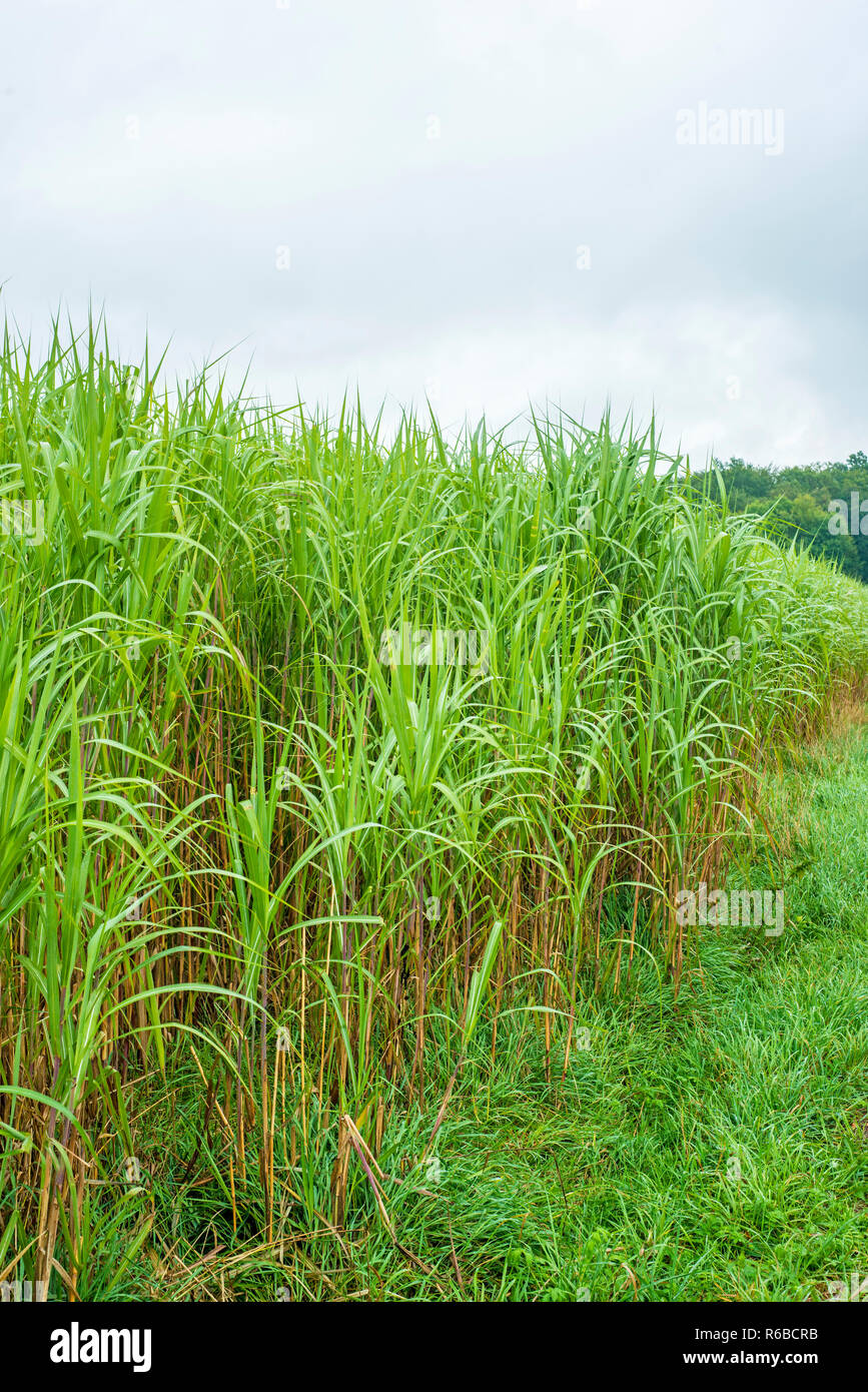 Switch Grass, Miscanthus Stock Photo Alamy