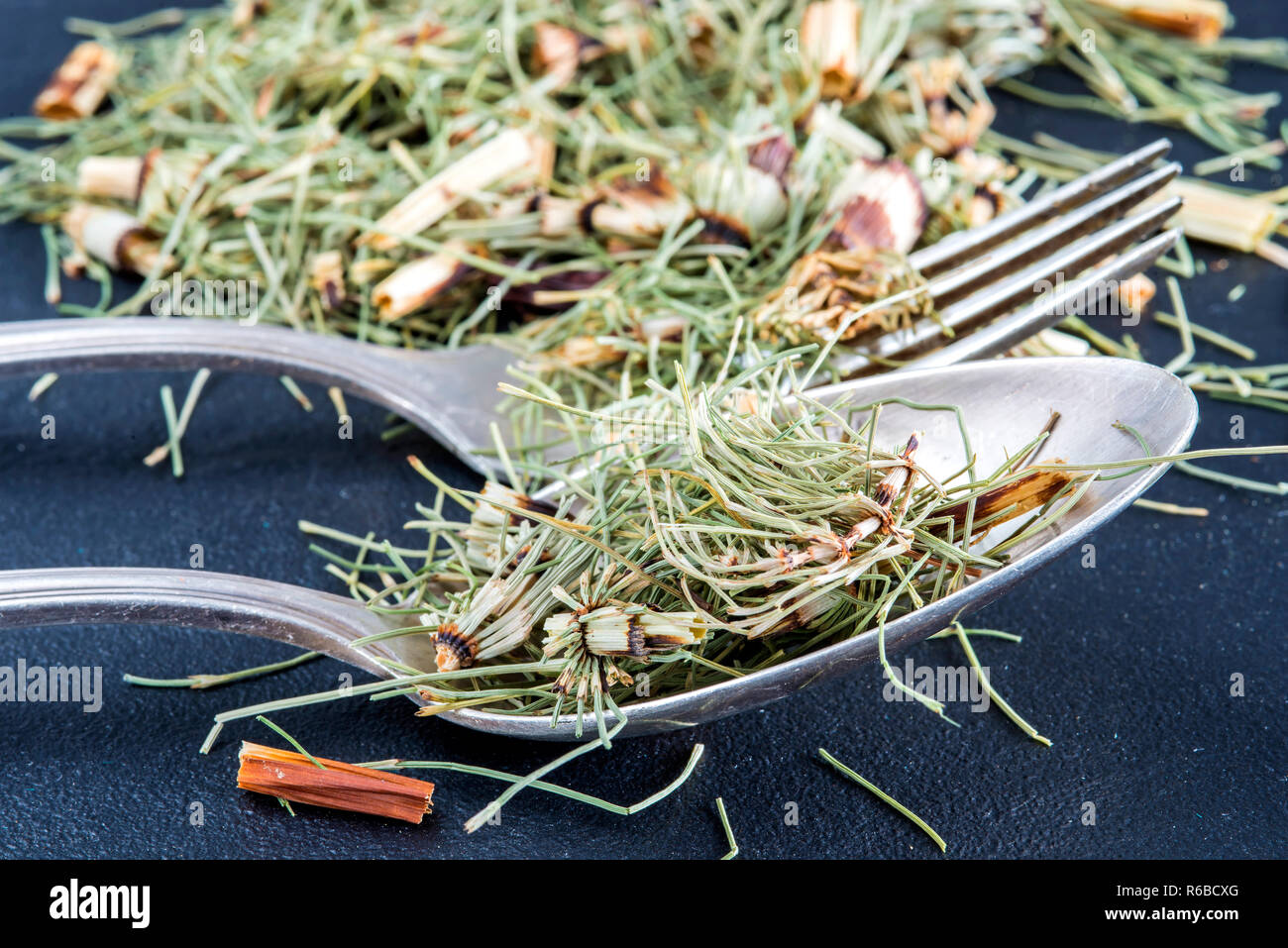 Horse'S Tail, Equisetum Arvense, Medicinal Plant Stock Photo