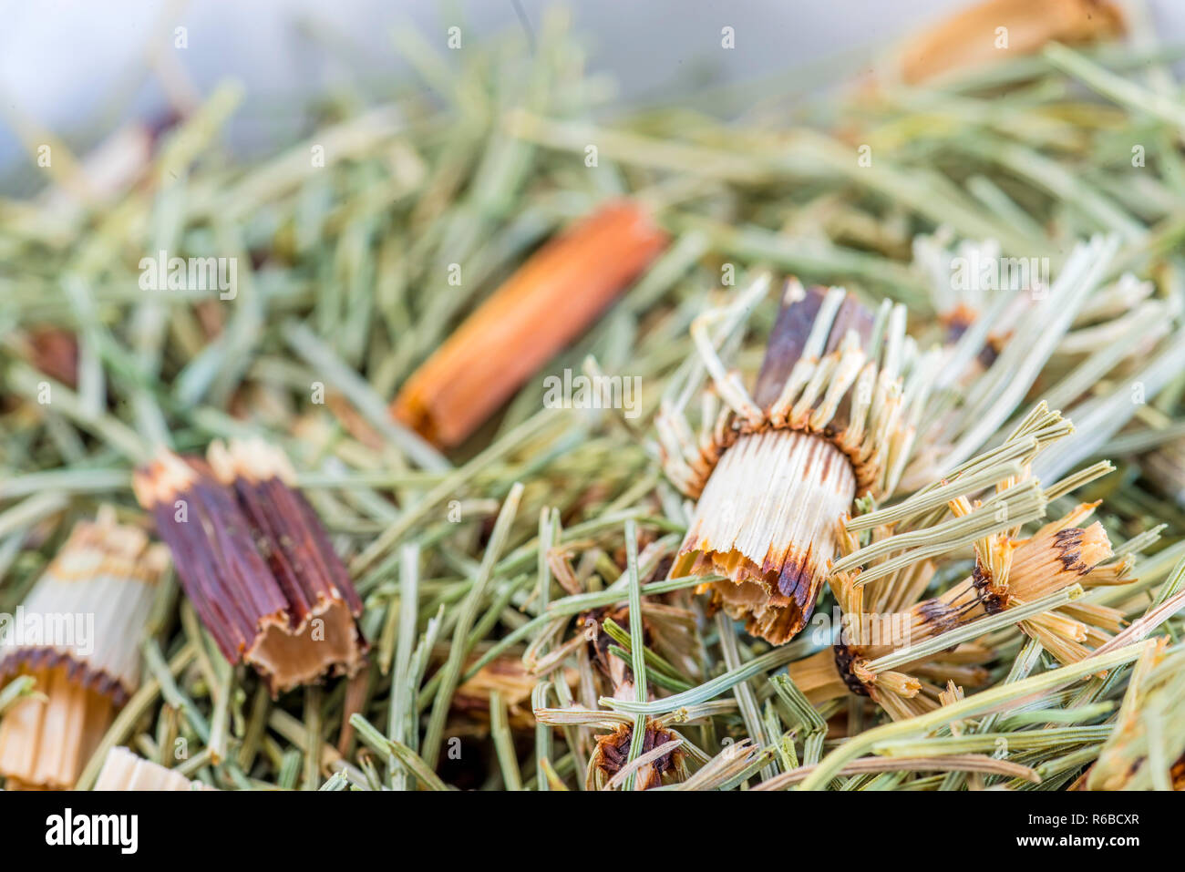 Horse'S Tail, Equisetum Arvense, Medicinal Plant Stock Photo