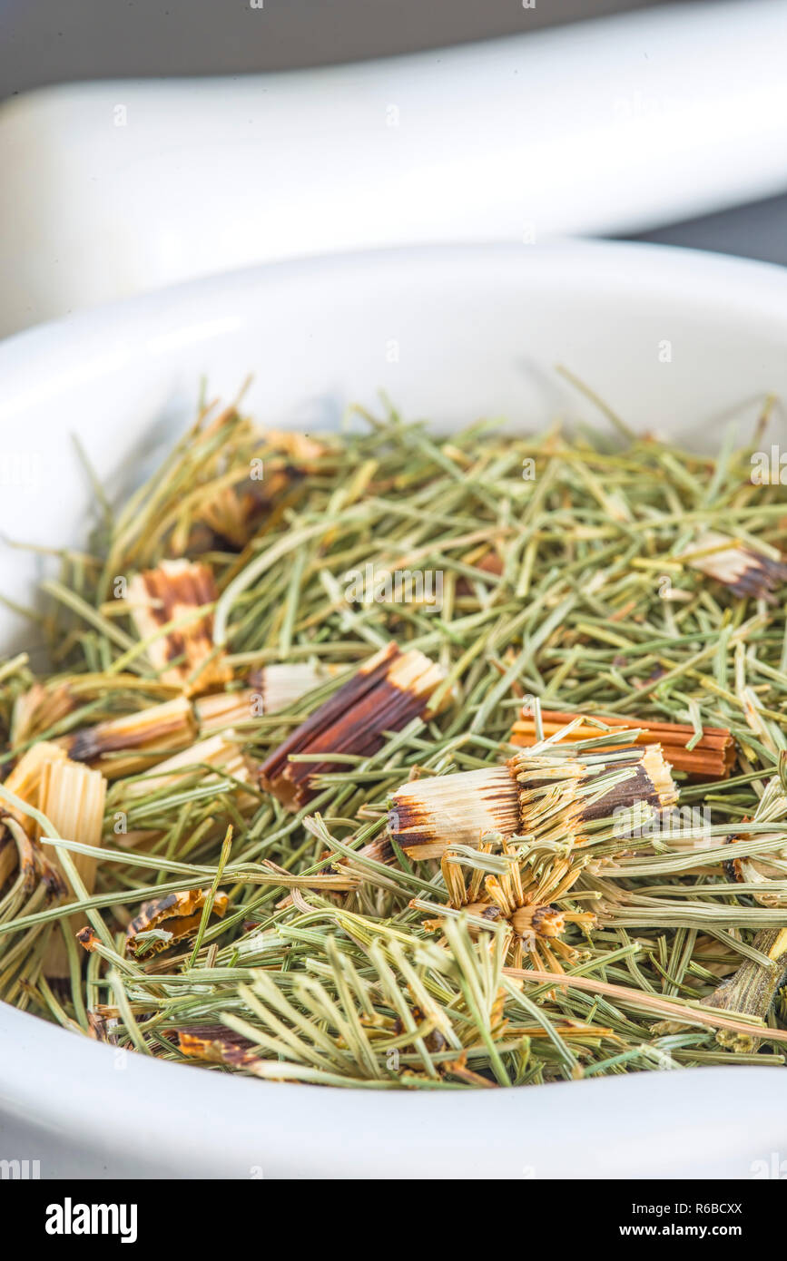 Horse'S Tail, Equisetum Arvense, Medicinal Plant Stock Photo