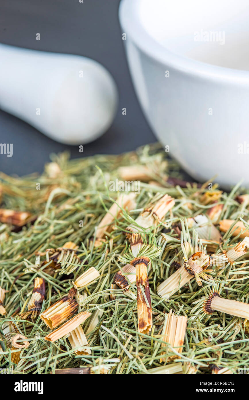 Horse'S Tail, Equisetum Arvense, Medicinal Plant Stock Photo