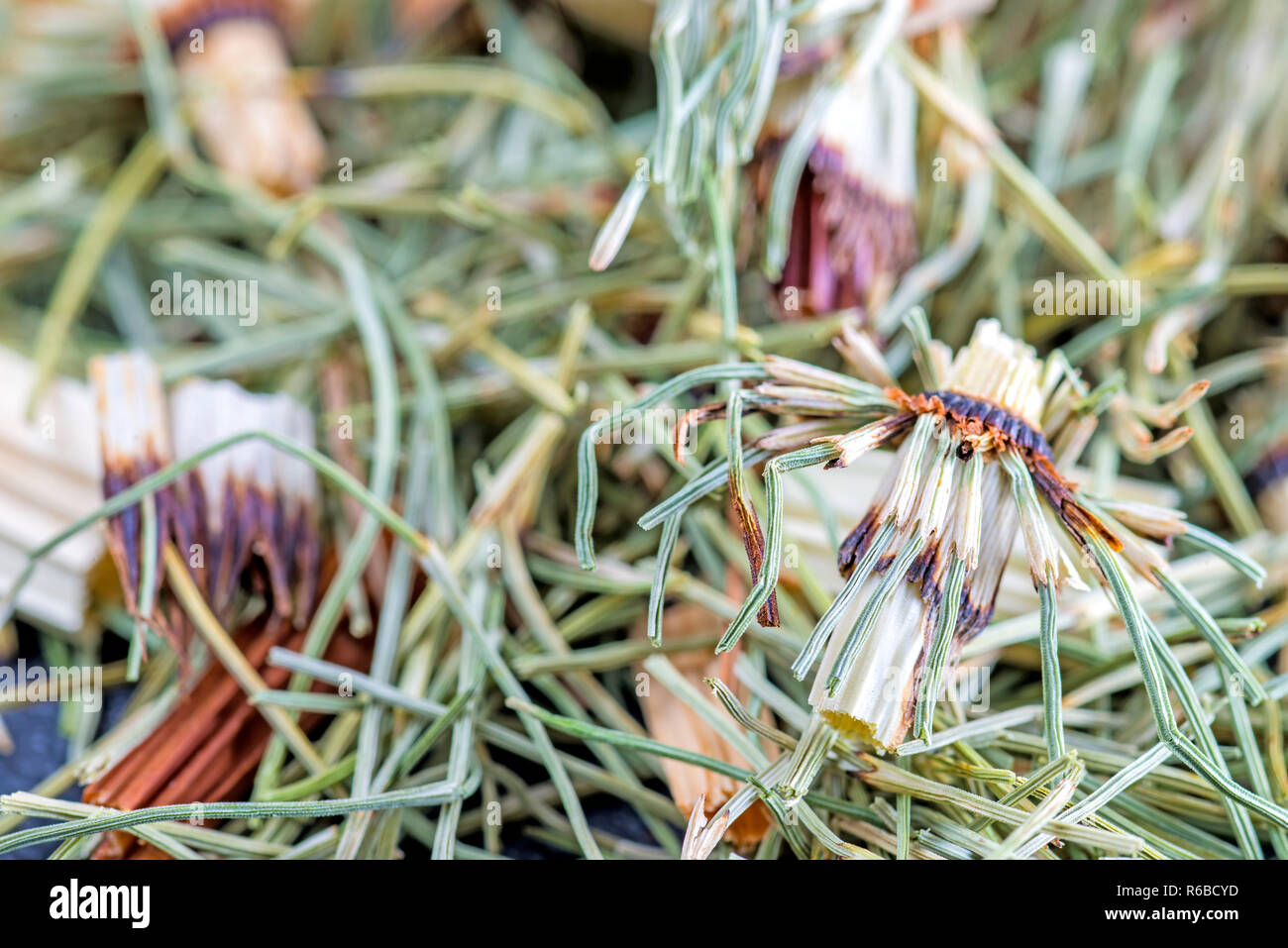 Horse'S Tail, Equisetum Arvense, Medicinal Plant Stock Photo
