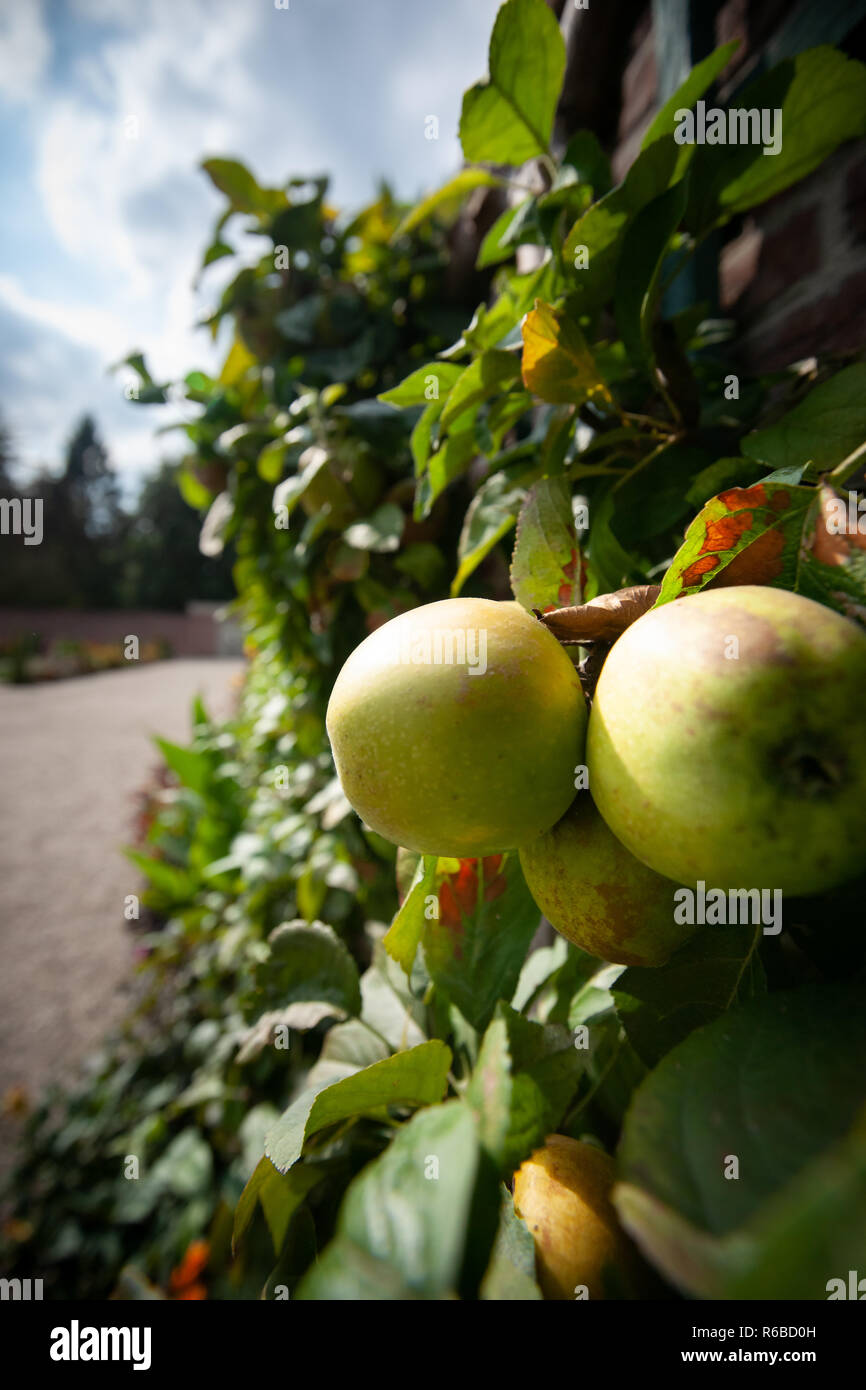 Organic apples hanging from a tree branch in an apple orchard Stock ...