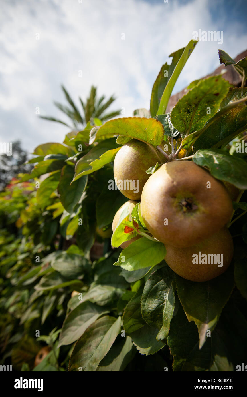 Organic apples hanging from a tree branch in an apple orchard Stock ...