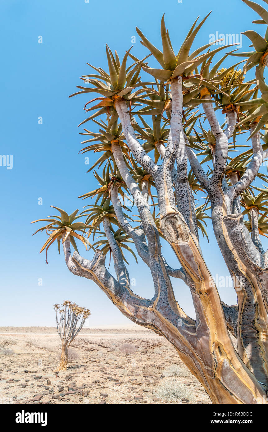 quiver tree or kokerboom, Aloidendron dichotomum, near C14 road, Namibia Stock Photo