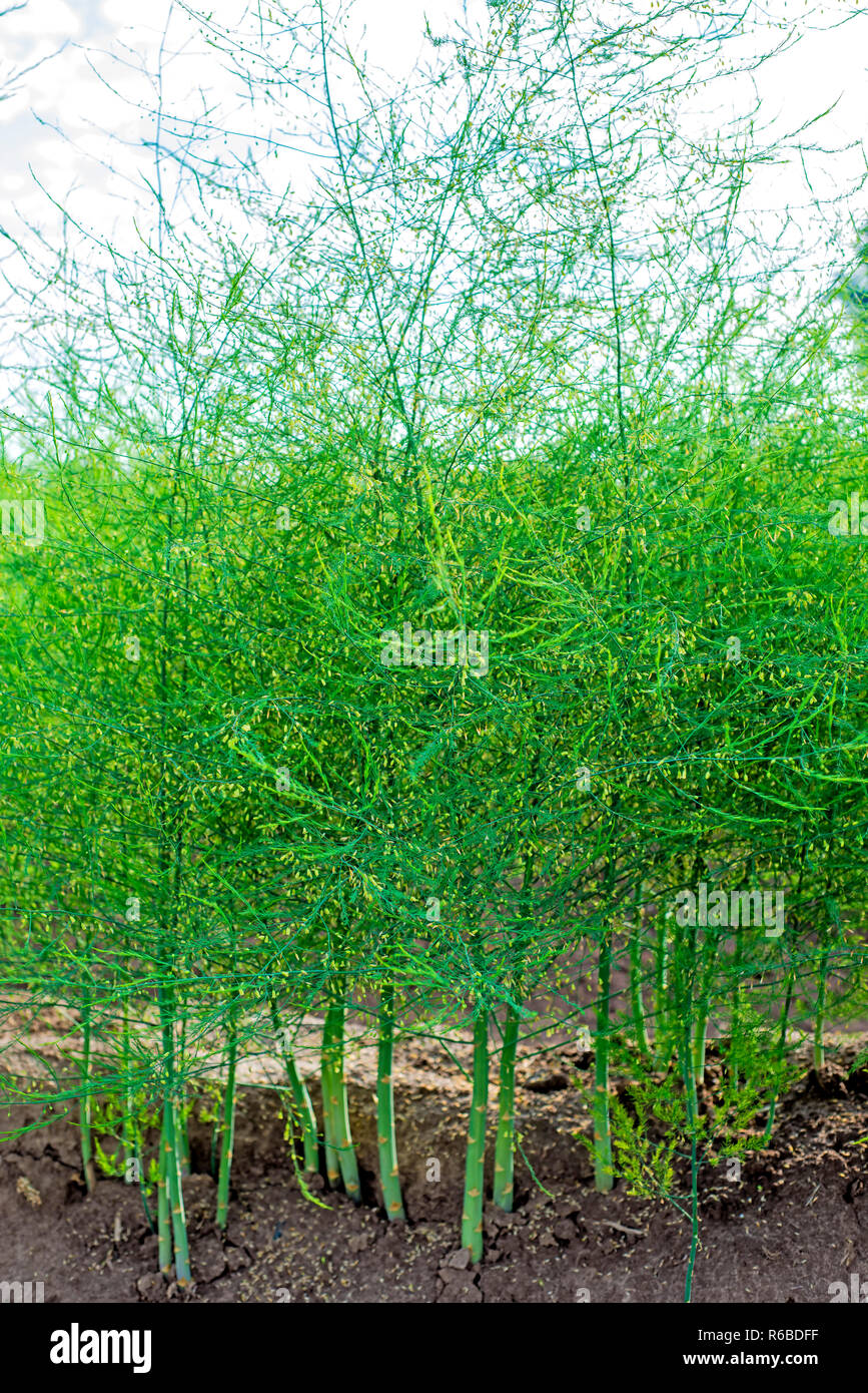 Field Of Asparagus Stock Photo Alamy
