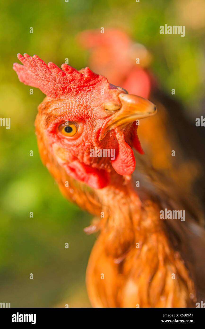 Chicken Looking Up Stock Photo Alamy