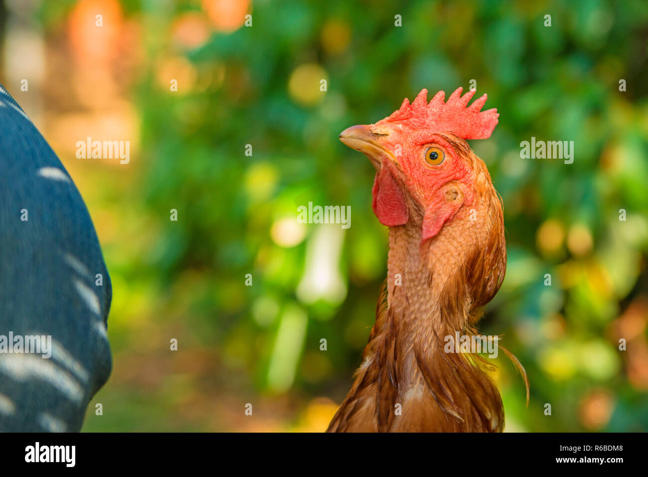 Chicken Looking Up Stock Photo Alamy