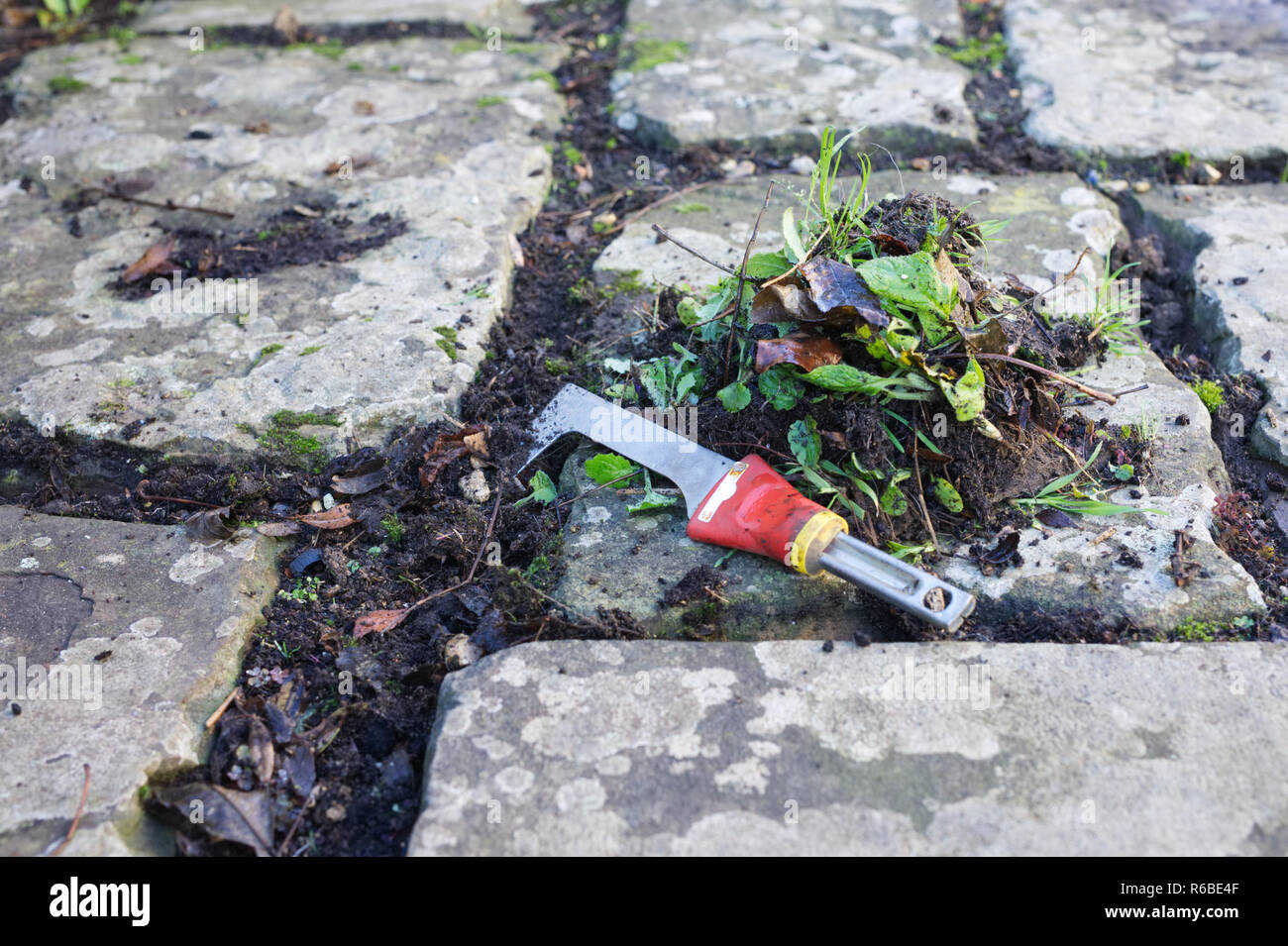 Weeding between the crevices in a flagstone patio. Stock Photo