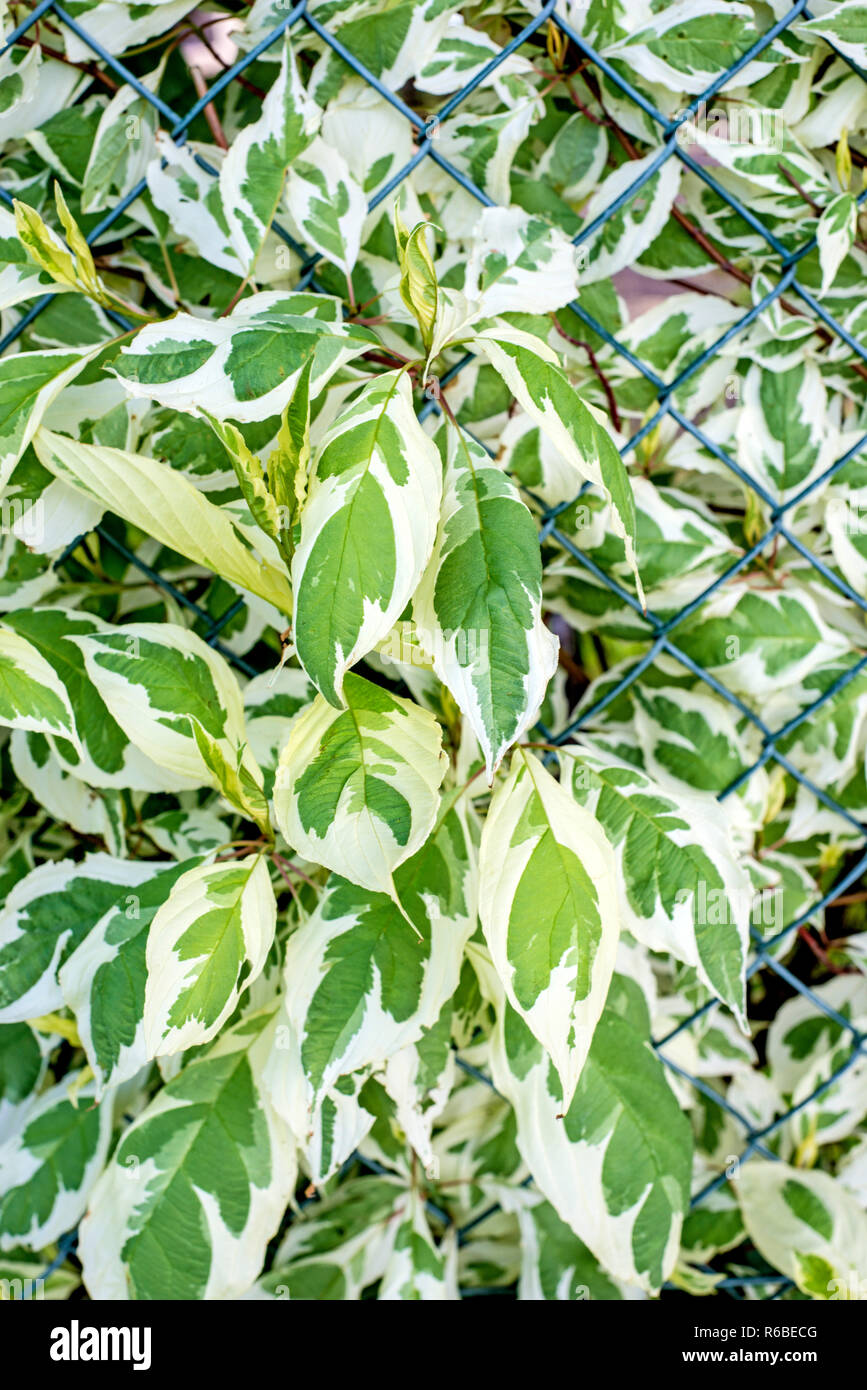Ivy creeper hedge fence hi-res stock photography and images - Alamy
