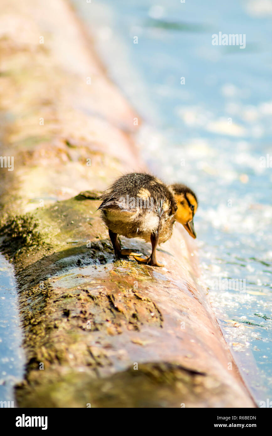 Duck Offspring Mallard Duck With Offspring Stock Photo - Alamy