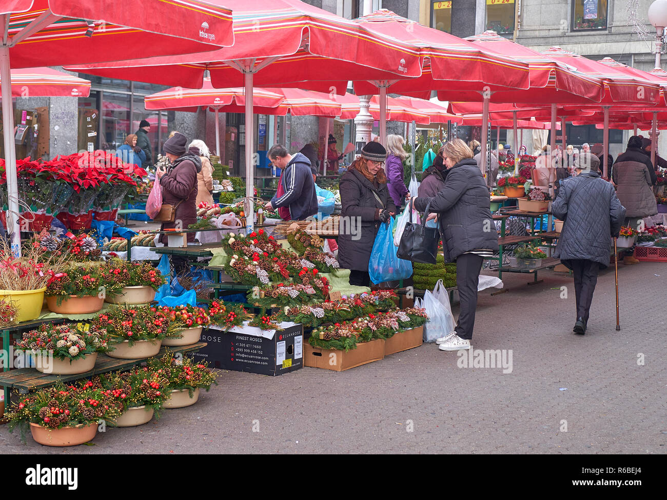 Flower market stalls during the Christmas celebration in Zagreb. Ladies deciding which flowers for the holidays. Stock Photo