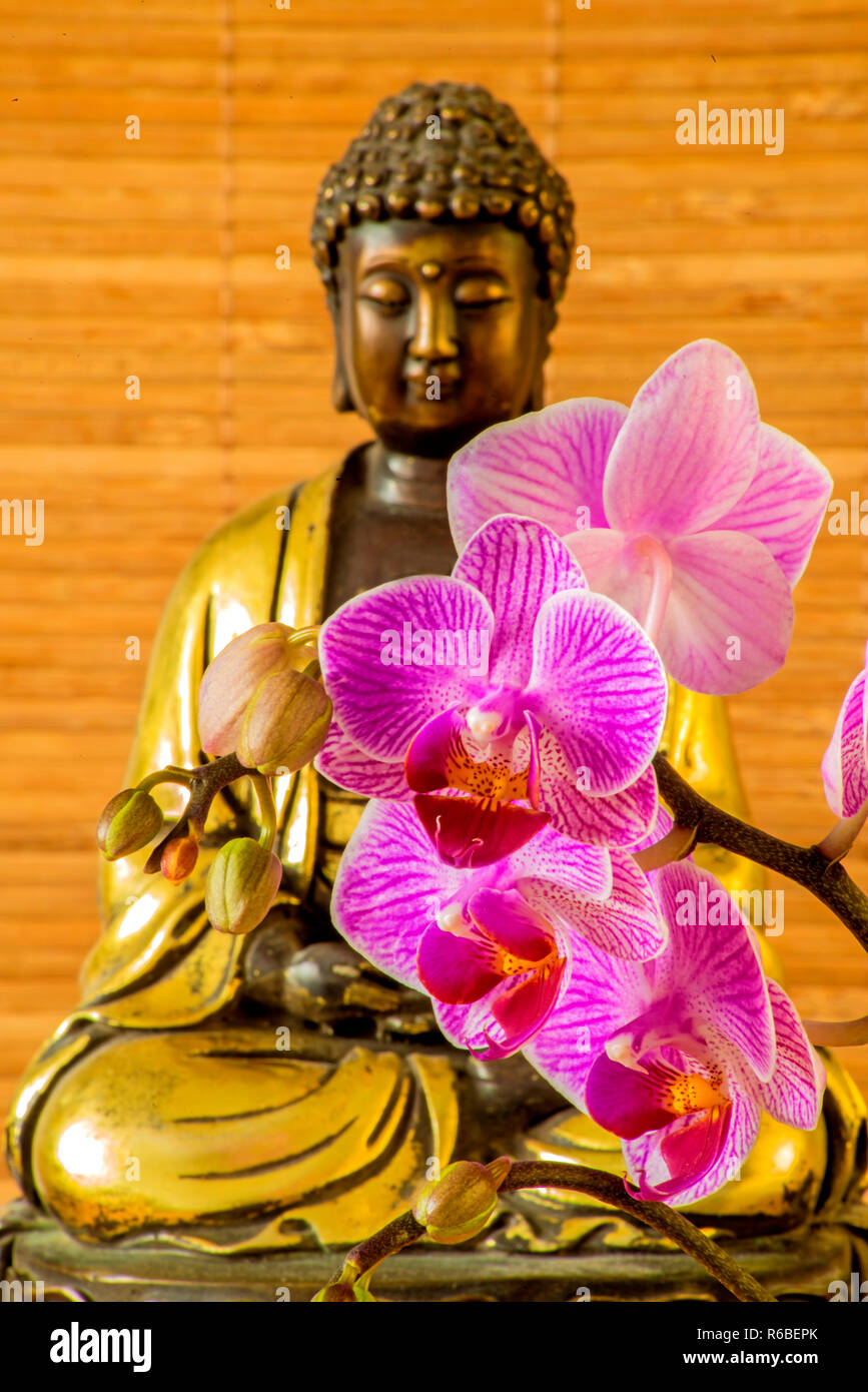 Buddha With Orchid Stock Photo - Alamy