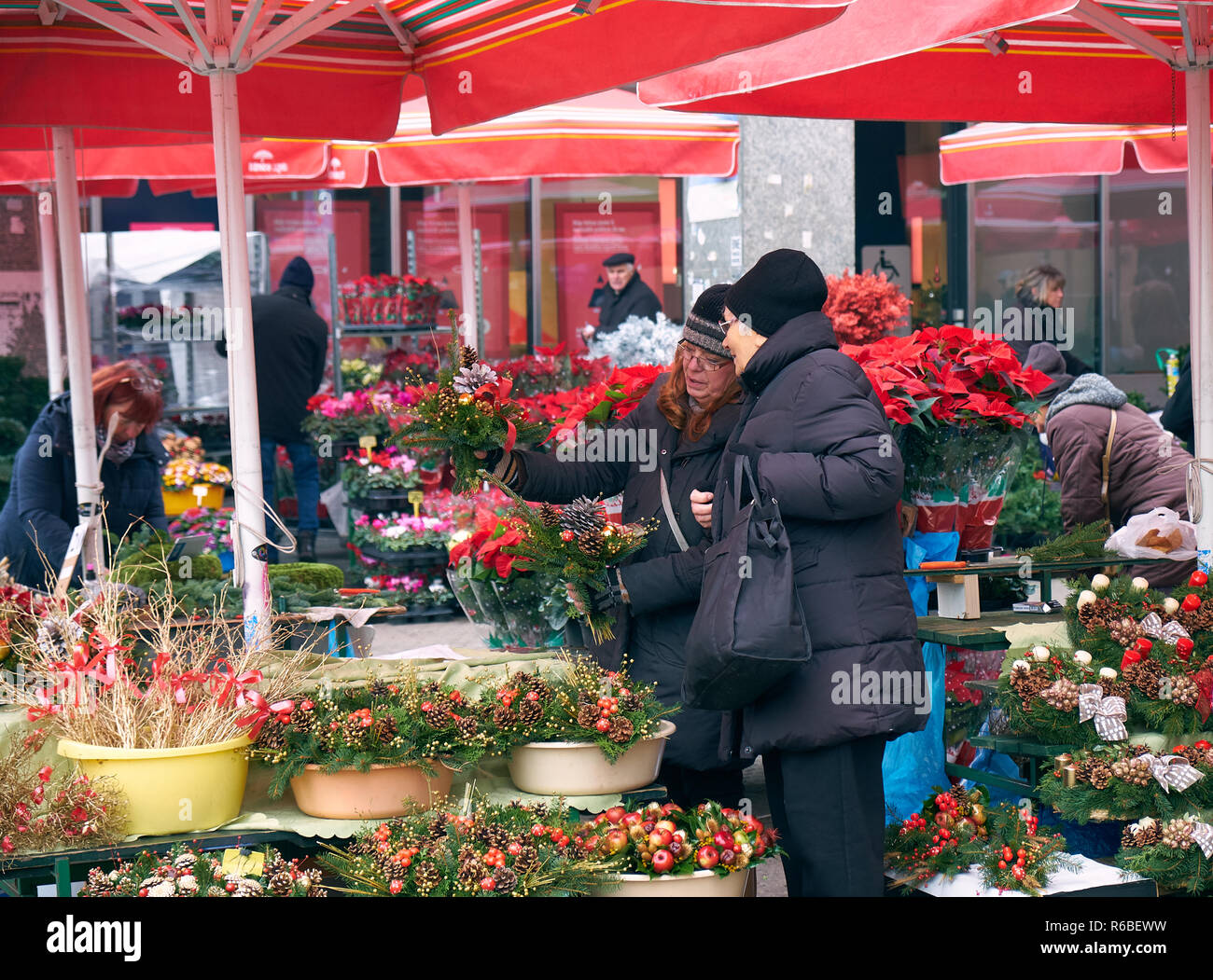 Flower market stalls during the Christmas celebration in Zagreb. Ladies deciding which flowers for the holidays. Stock Photo