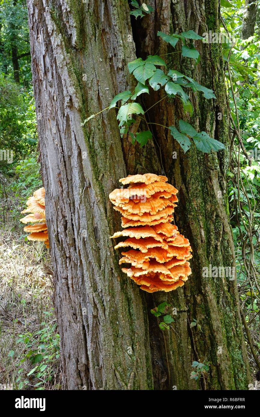 Bracket fungi, shelf fungus, conks, orange, polypores, fungi, fungus