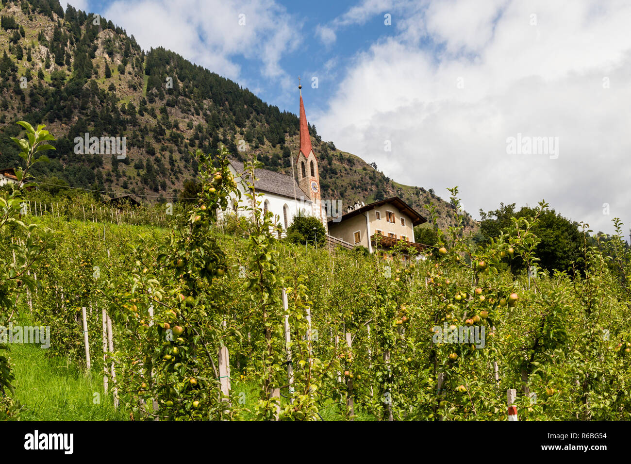 apple trees in south tyrol,italy Stock Photo