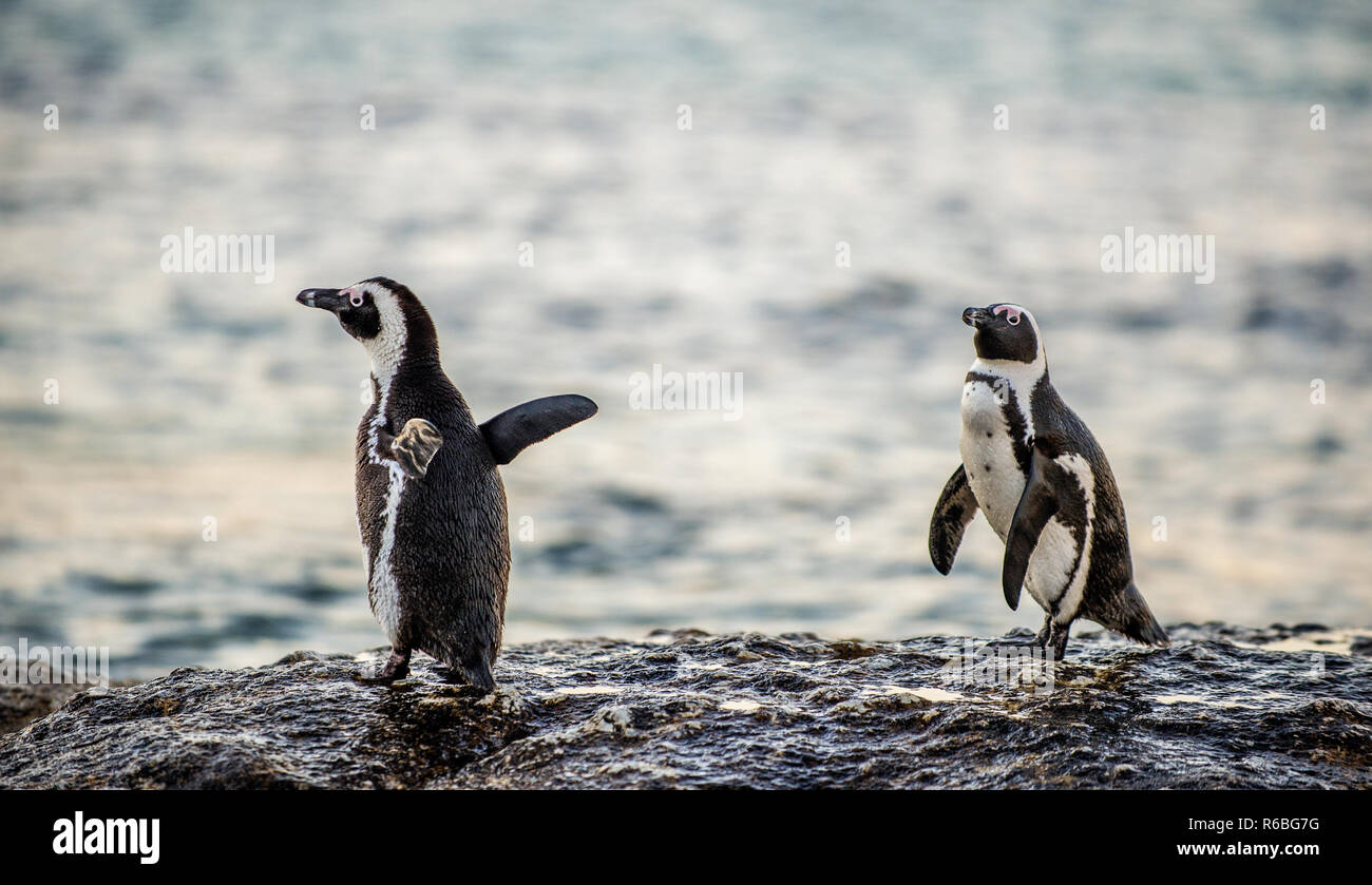 The African penguins on the stony shore in twilight evening with sunset sky. Scientific name: Spheniscus demersus, jackass penguin or black-footed pen Stock Photo