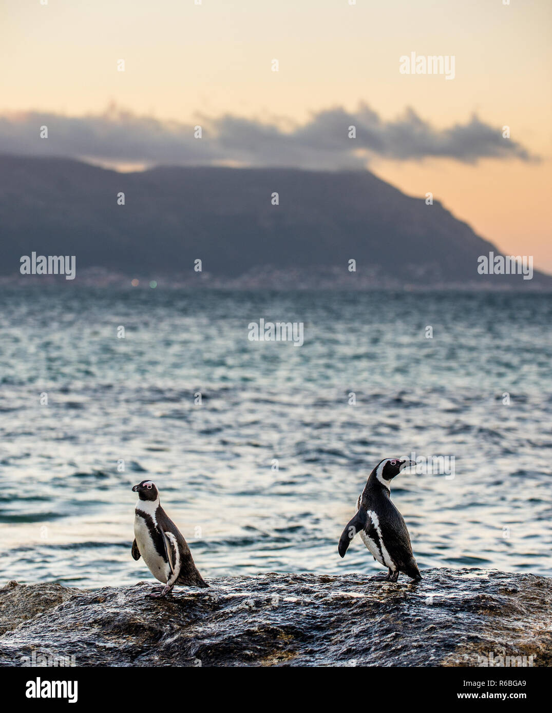 The African penguins on the stony shore in twilight evening with sunset sky. Scientific name: Spheniscus demersus, jackass penguin or black-footed pen Stock Photo