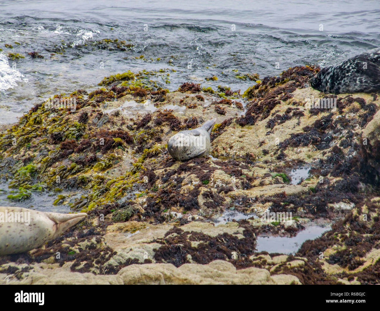 seals in california Stock Photo Alamy
