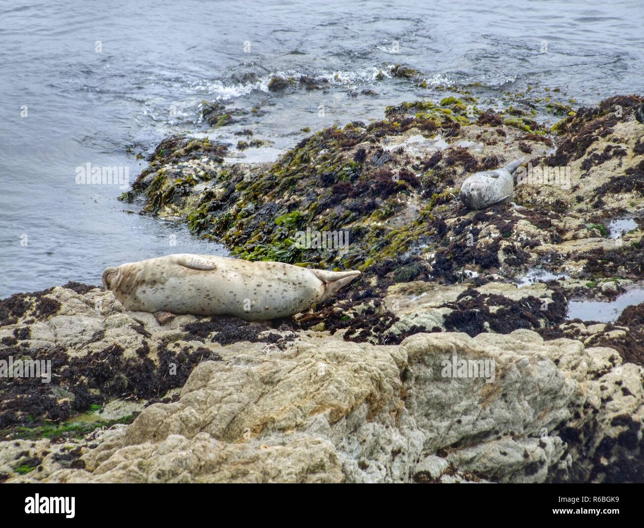 seals in california Stock Photo Alamy