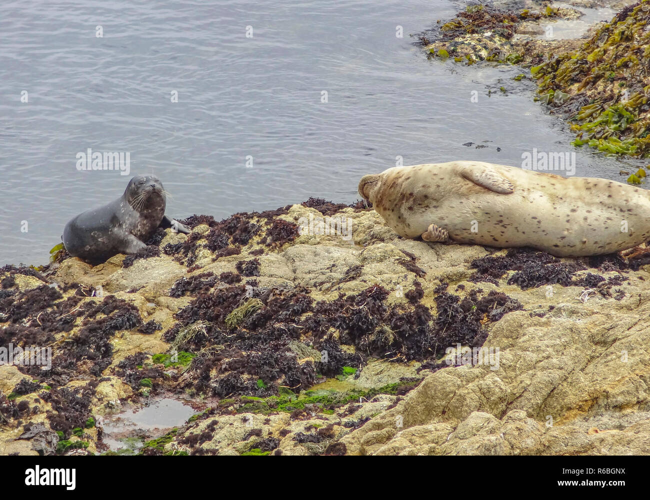 seals in california Stock Photo Alamy