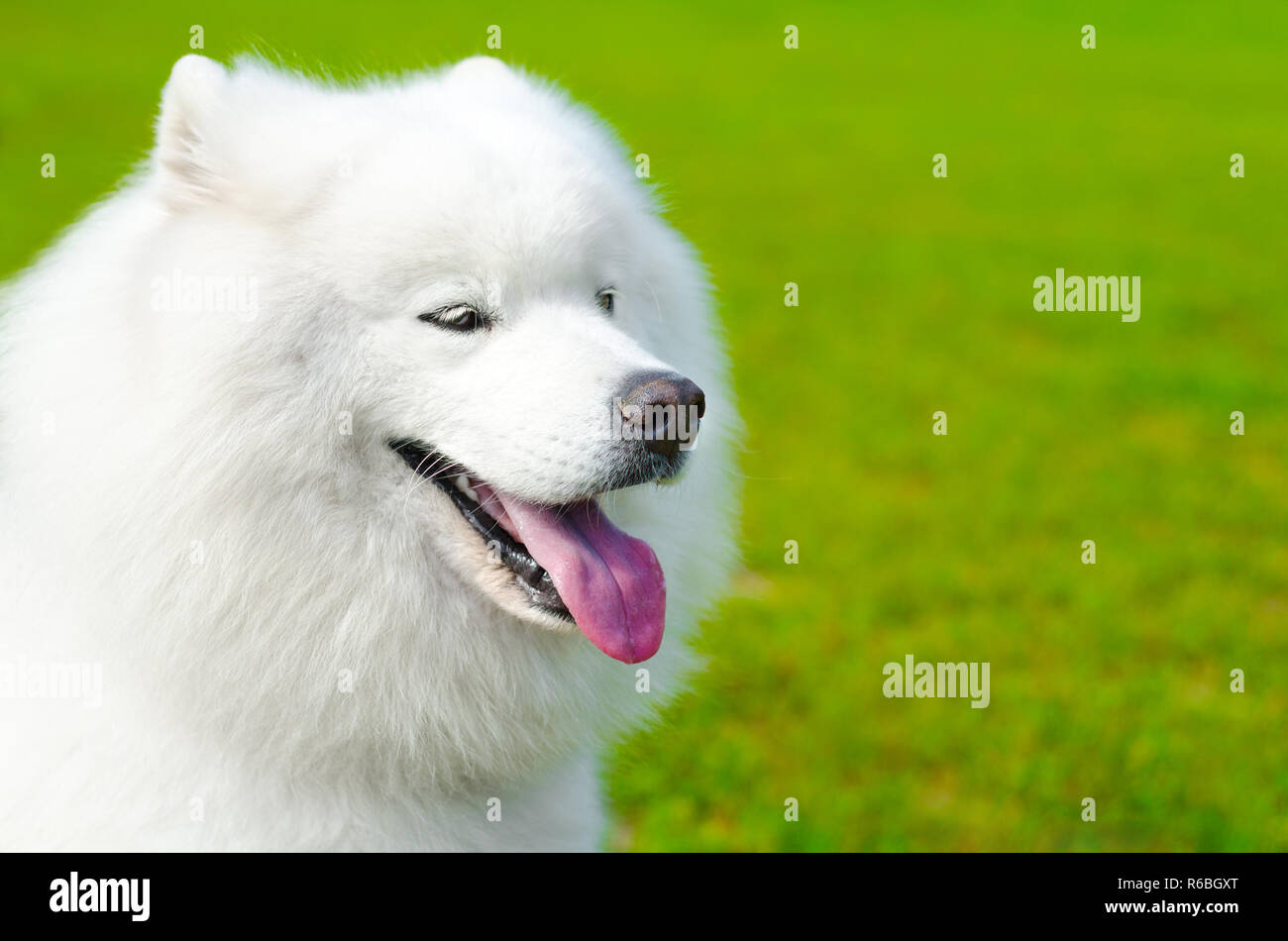 samoyed dog on a green grass Stock Photo - Alamy
