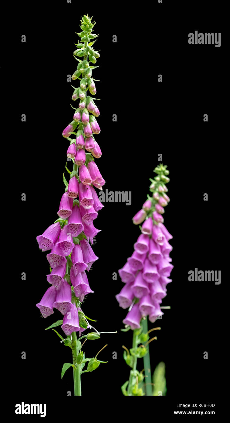 common foxglove flowers Stock Photo
