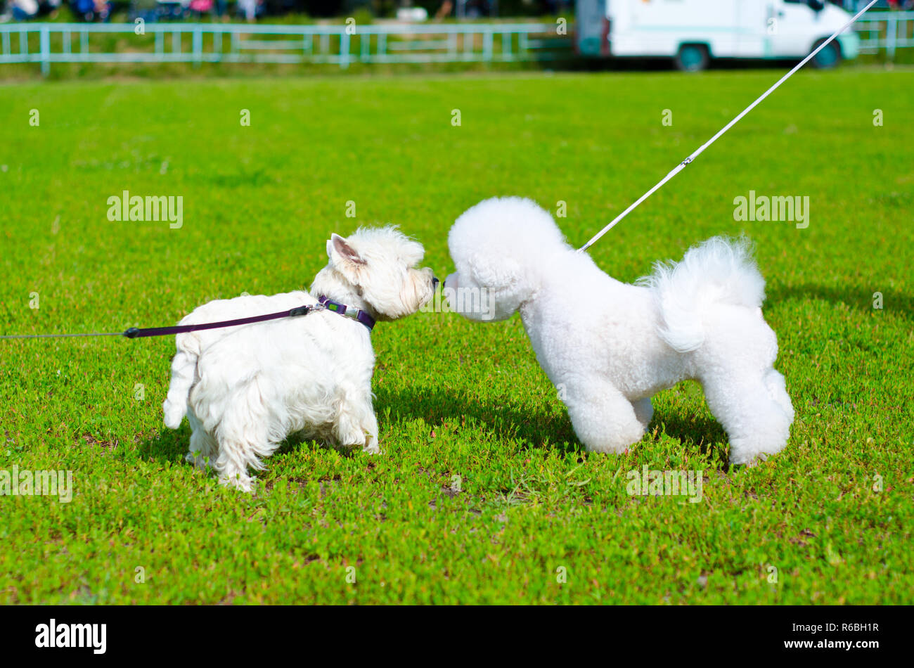 two dogs on a green grass outdoors Stock Photo