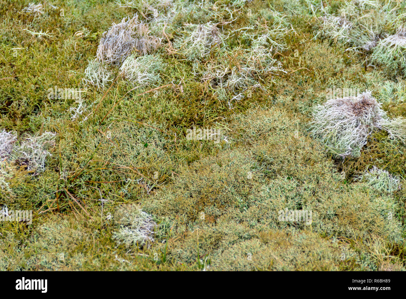 Bryophyten hi-res stock photography and images - Alamy