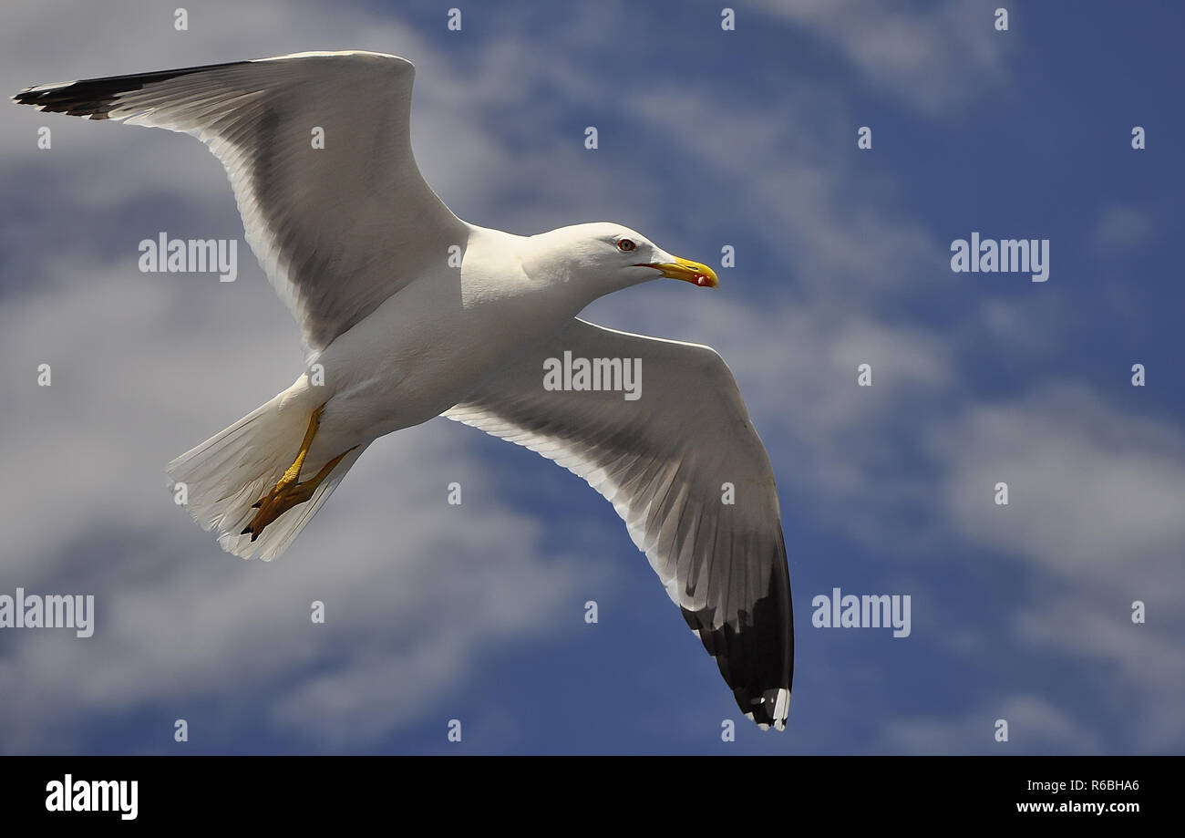 White Seagull flying against the blue sky Stock Photo - Alamy