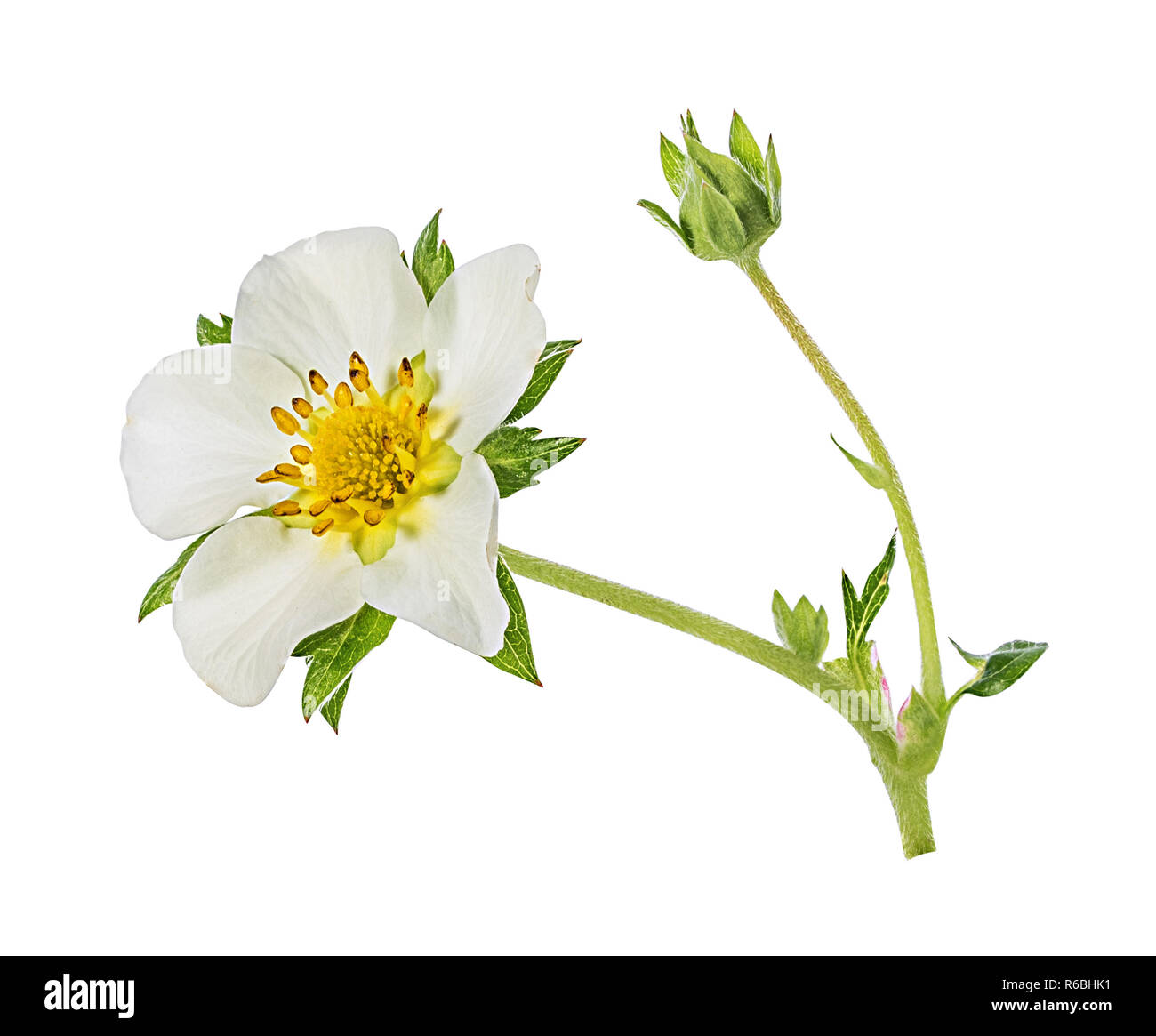 Strawberry flower isolated on white background Stock Photo - Alamy