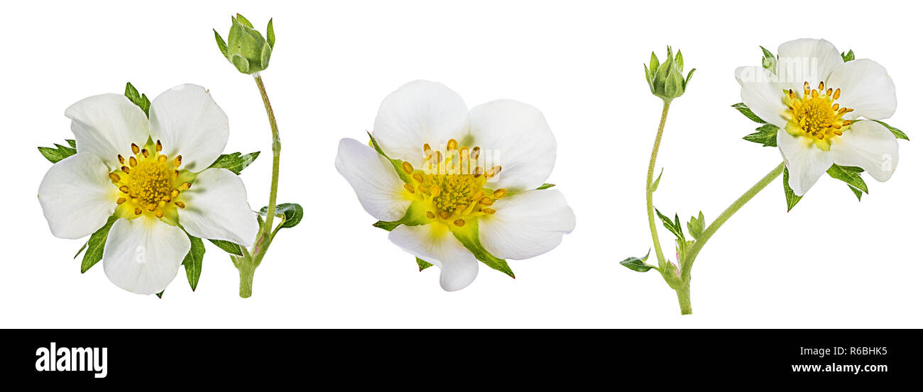 Strawberry flower isolated on white background Stock Photo - Alamy