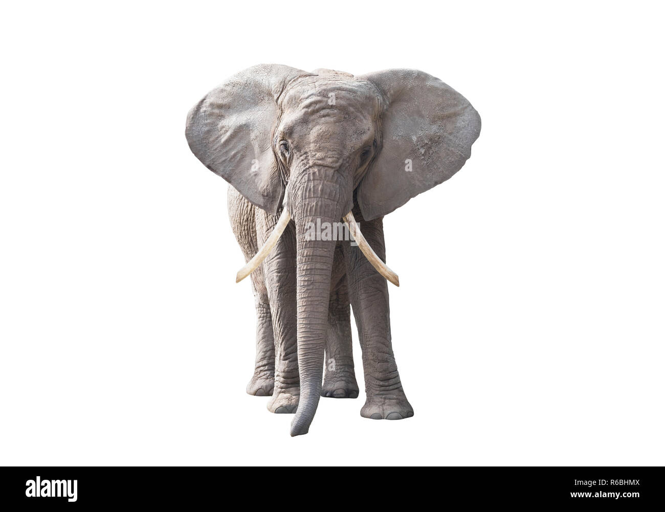 African elephant isolated on white background Stock Photo - Alamy