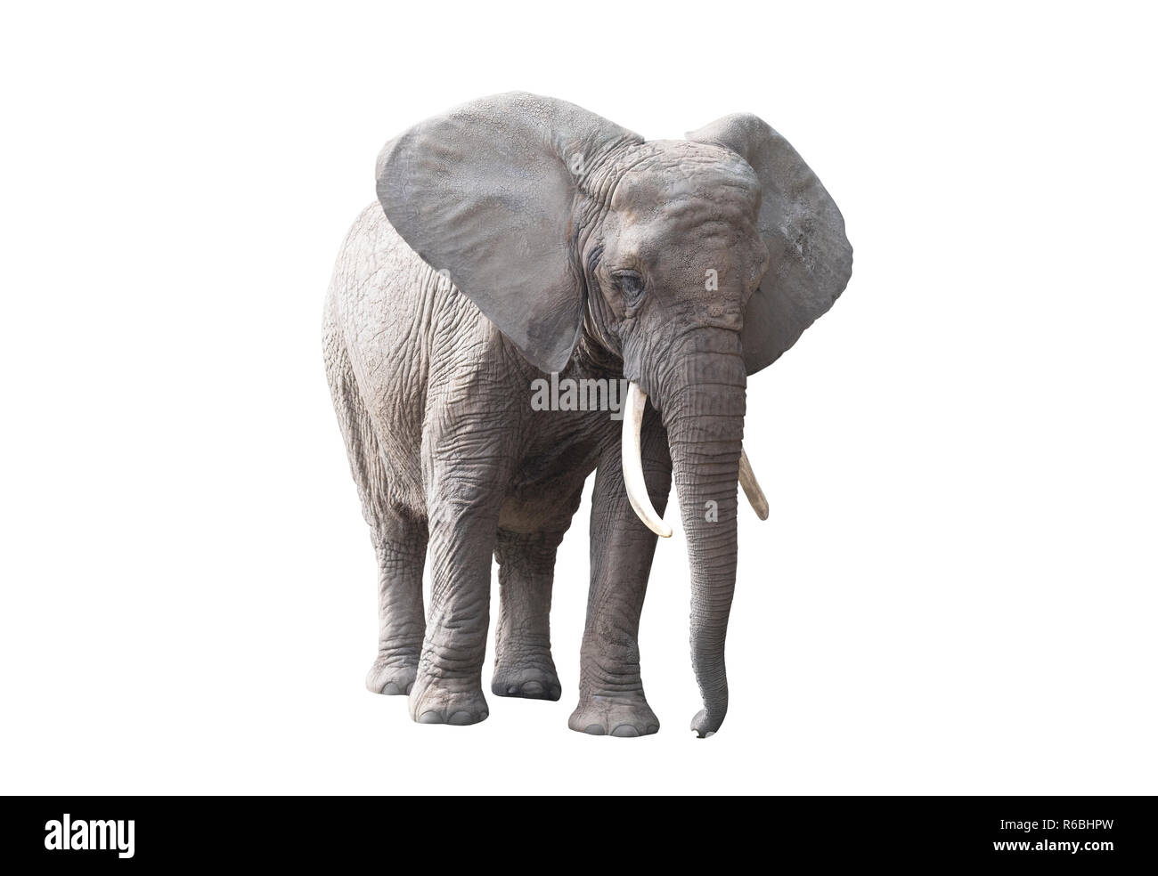 African elephant isolated on white background Stock Photo - Alamy