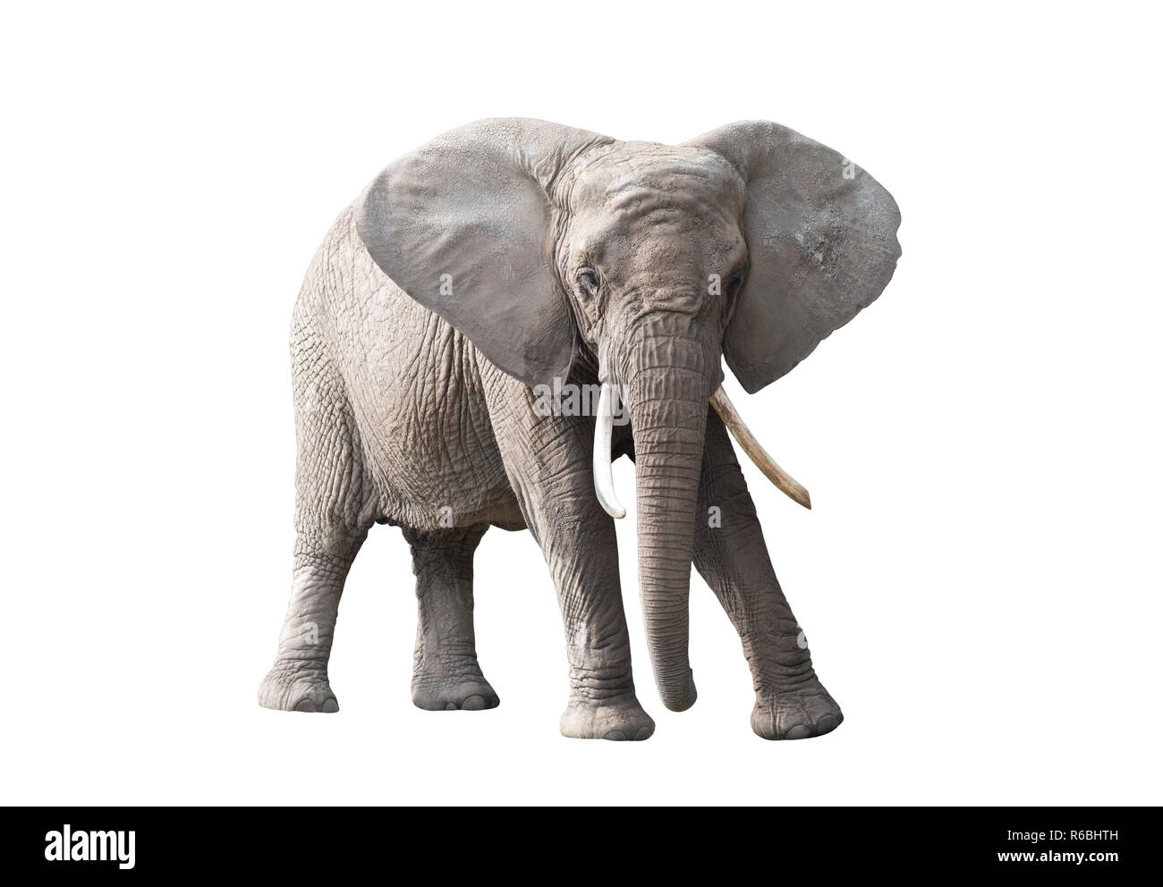 African elephant isolated on white background Stock Photo - Alamy