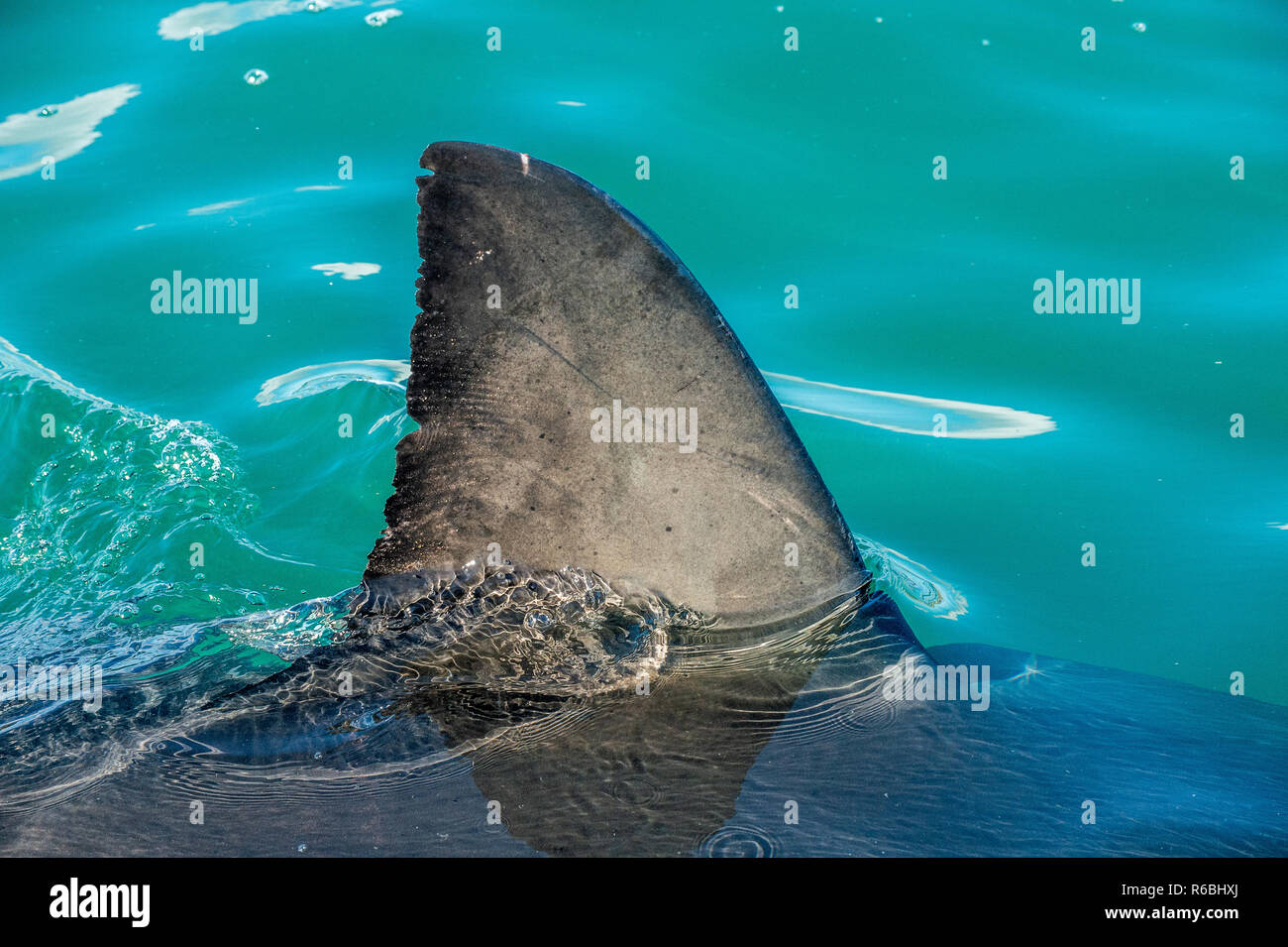 Shark fin above water hires stock photography and images Alamy