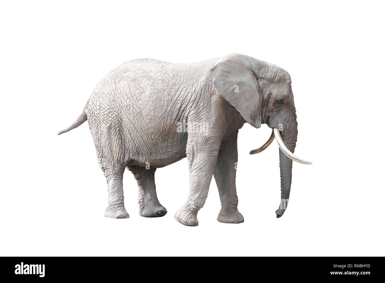 African elephant isolated on white background Stock Photo - Alamy