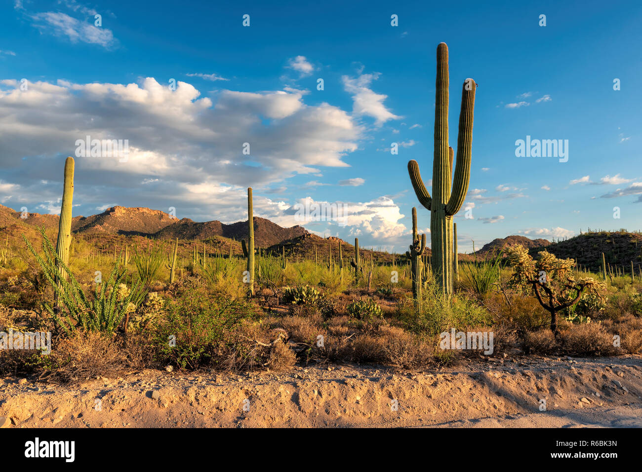 Saguaro cactus desert hi-res stock photography and images - Alamy
