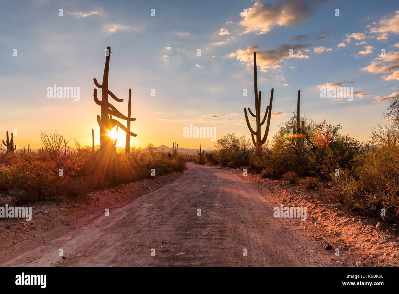 Arizona desert road with Saguaro cacti Stock Photo Alamy