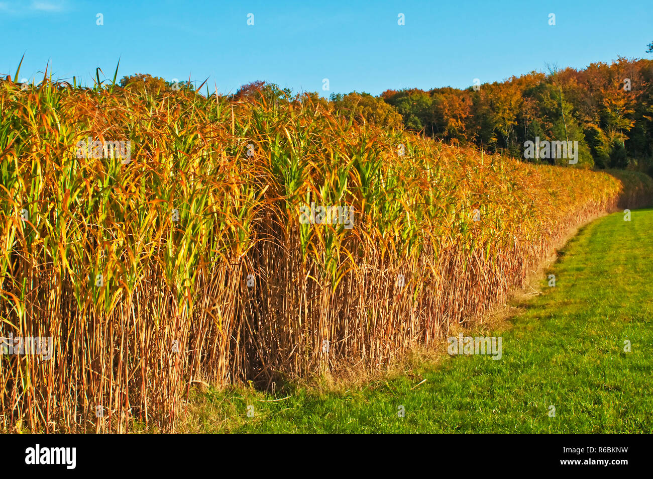 Switch Grass In Golden Evening Sun Stock Photo Alamy