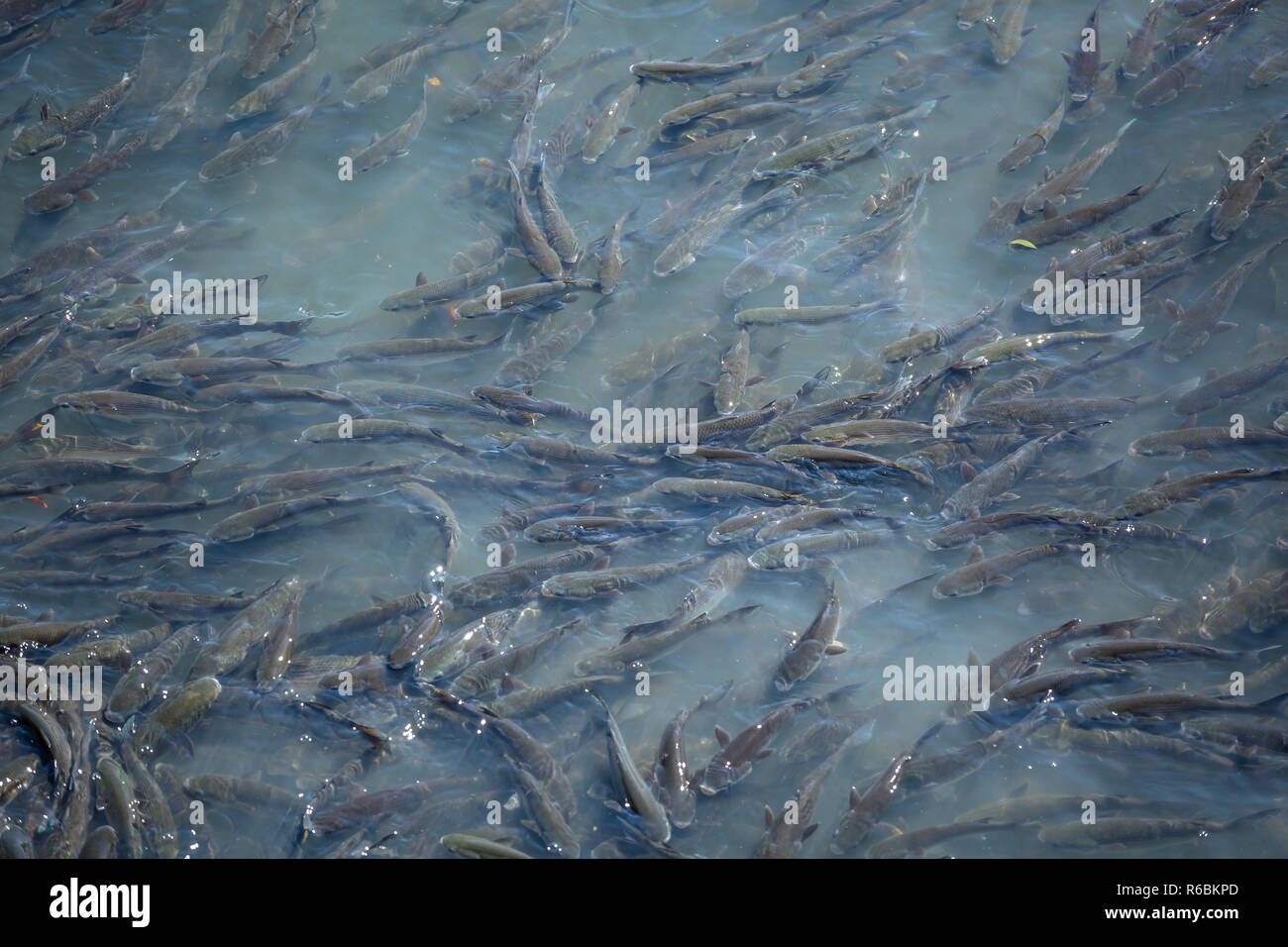 Schoal of fish at the top of the Douro river water Stock Photo Alamy