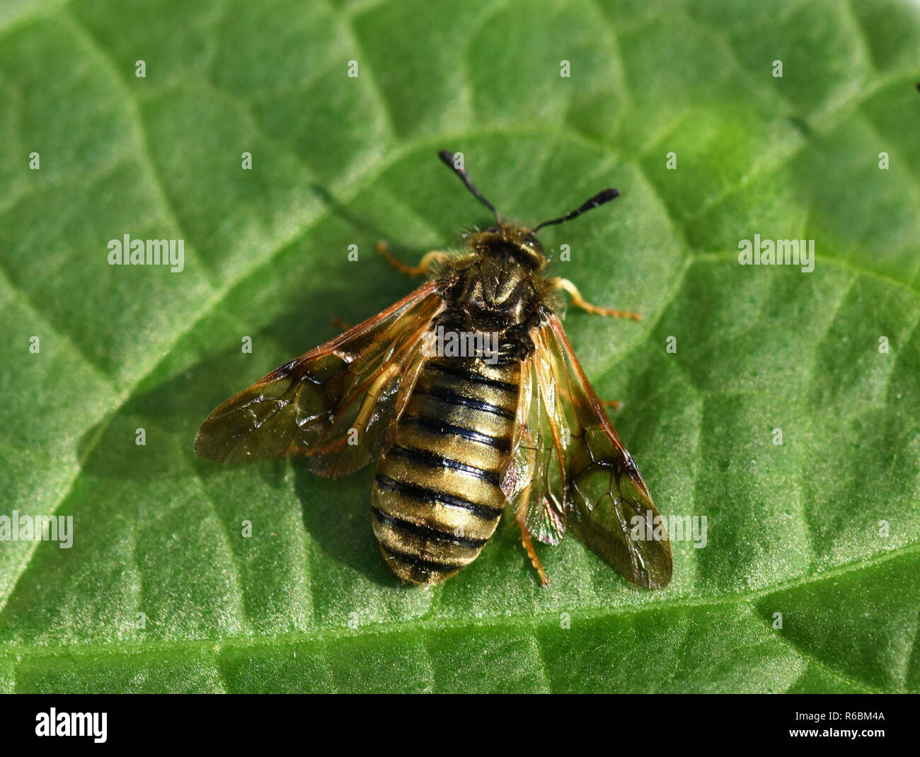 The gold and black striped sawfly Abia lonicerae sitting on a leaf Stock Photo