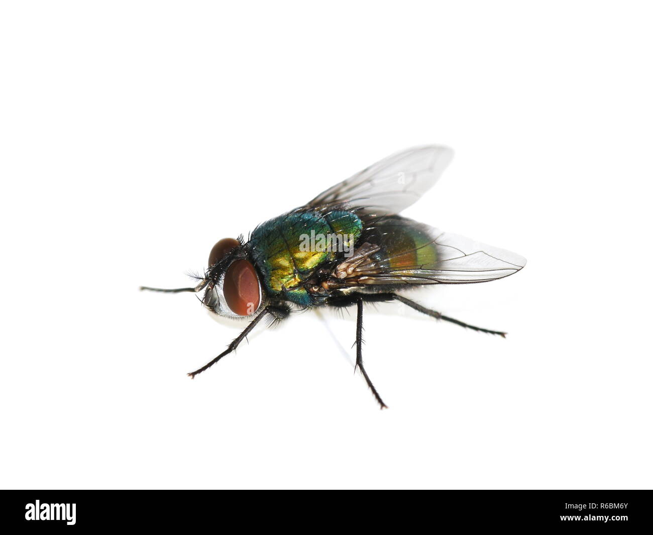 Common green bottle fly Lucilia sericata isolated on white background Stock Photo