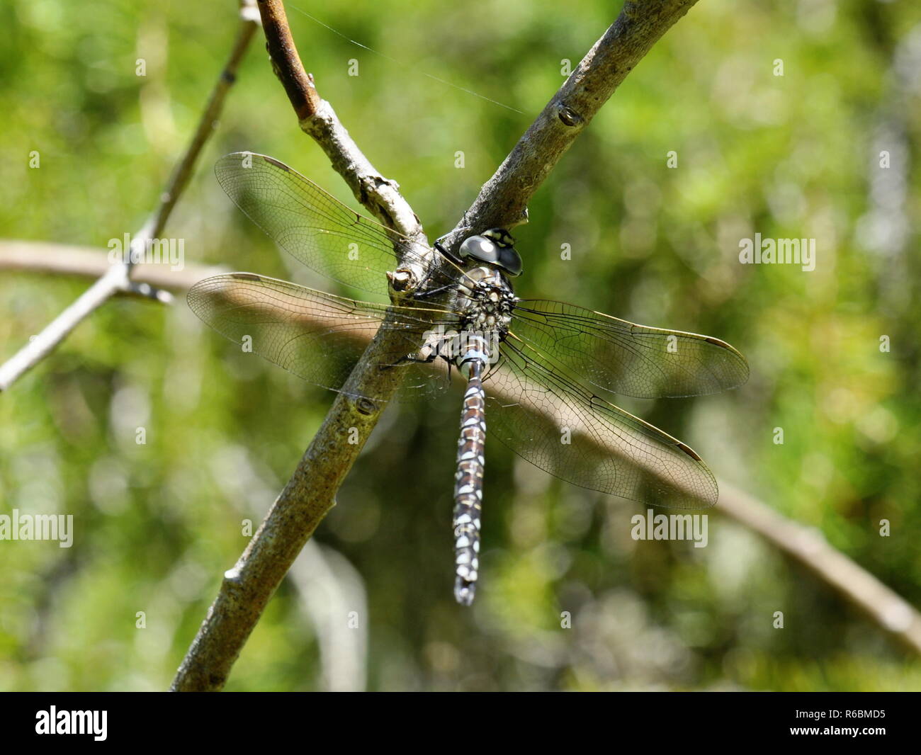 The dragonfly Aeshna subarctica sitting on a twig Stock Photo