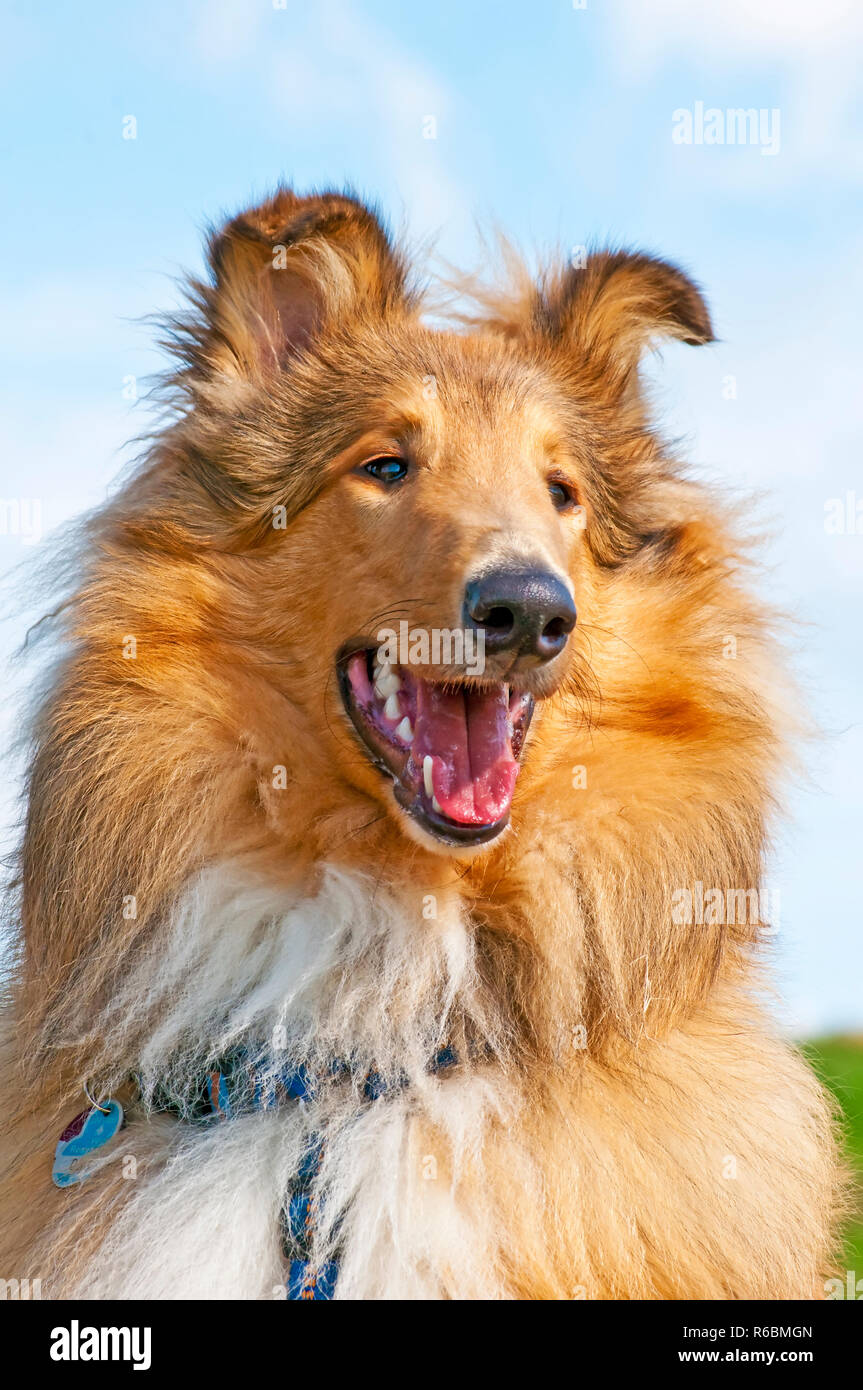 Lassie dog hi-res stock photography and images - Page 3 - Alamy