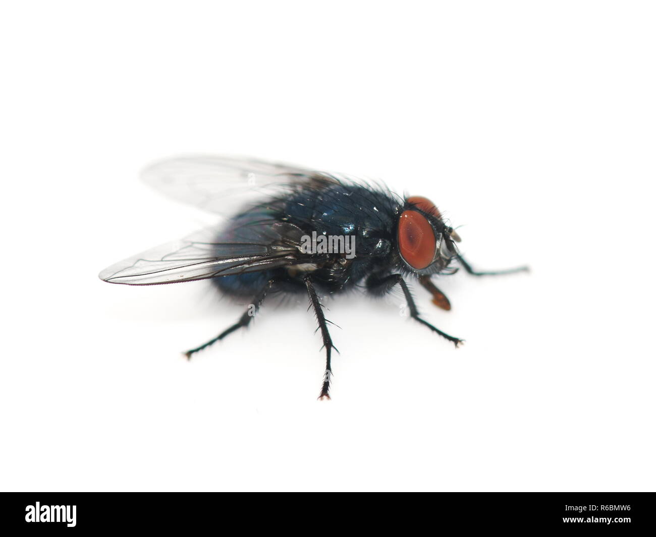 Closeup on the bluebottle fly Calliphora vomitoria isolated on white background Stock Photo