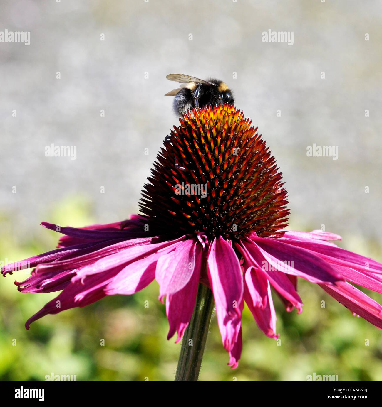 Bumblebee on top of pink Echinacea coneflower Stock Photo